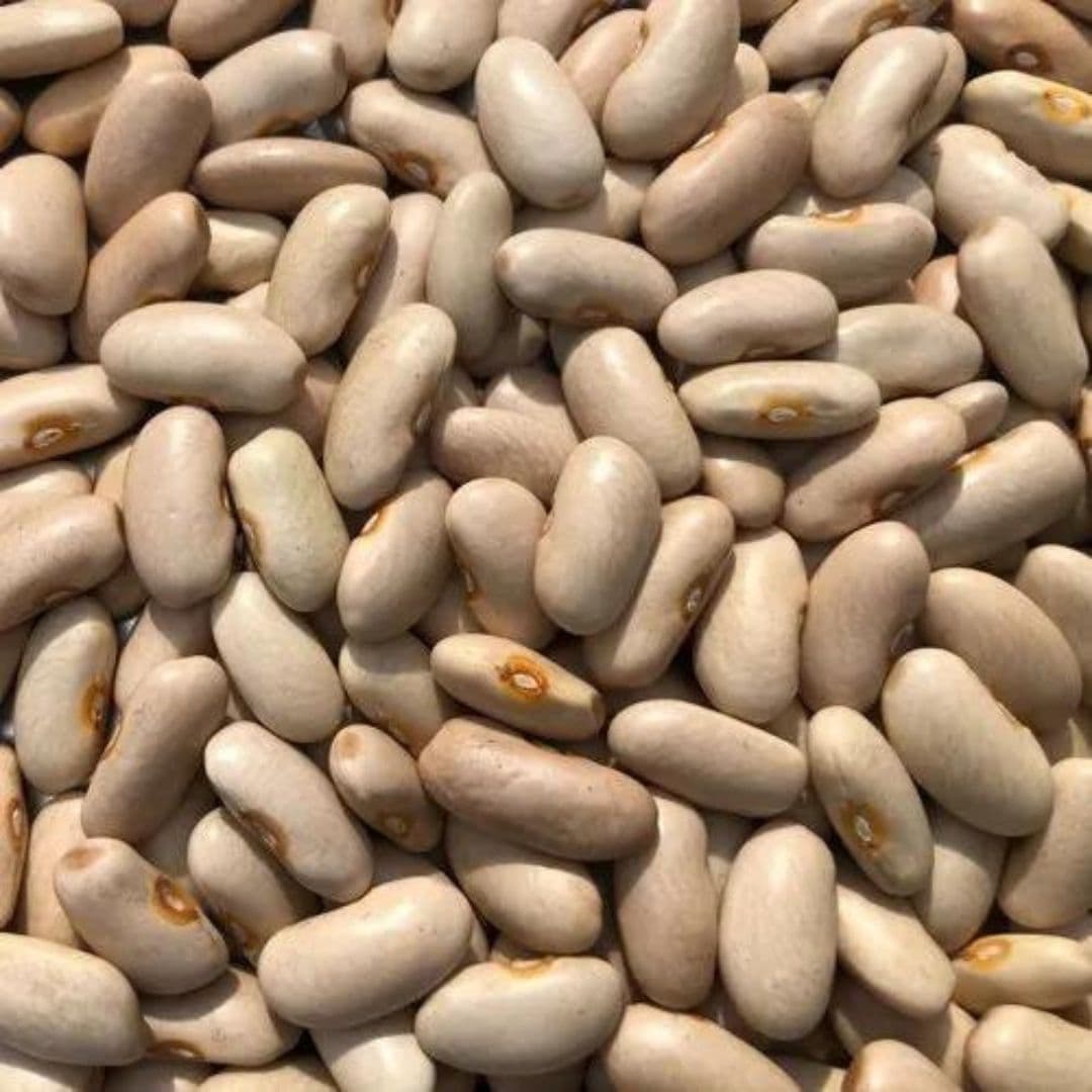 Harshil Rajma